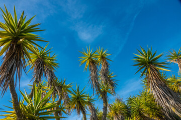 Canary Islands Dragon Trees (Dracaena Draco) thriving in the Algarve region of Southern Portugal
