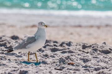 Seagull standing on sandy Florida beach. Closeup of gull seabird on a sunny summer day with white...