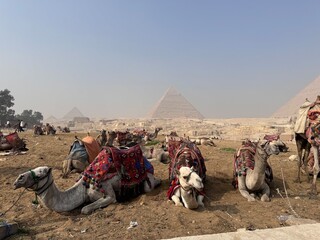 Fototapeta premium Kamele warten auf die Touristen bei den Pyramiden von Giseh