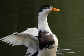 Duck with brown and white colors found in the lake