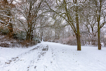 Obraz premium A winter snowy road lined with a beautiful linden snowy avenue.