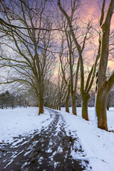 Winter landscape. A snowy path leading through a beautiful overgrown avenue of linden trees. Beautiful colorful sky.