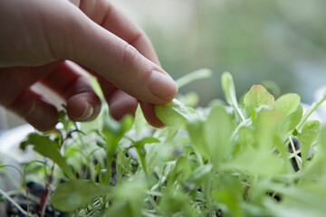 Fototapeta na wymiar Lettuce seedlings grown indoors for en early harvest, lactuca sativa.
