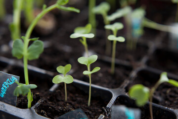 Lettuce seedlings grown indoors for en early harvest, lactuca sativa.