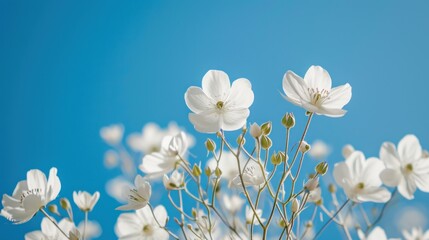  a bunch of white flowers that are in a vase on top of a table with a blue sky in the backgrounnd of the picture and a blue sky in the background.
