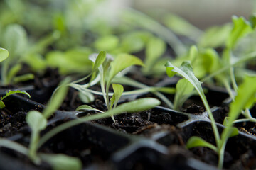 Lettuce seedlings grown indoors for en early harvest, lactuca sativa.