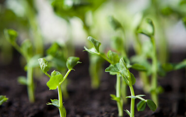 Seedlings of green peas rady to transplant in the garden. - obrazy, fototapety, plakaty