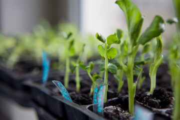 Seedlings of green peas rady to transplant in the garden. - obrazy, fototapety, plakaty