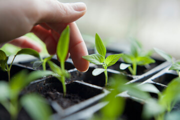 Chili pepper seedlings grown indoors for vegetable garden. - 733409250