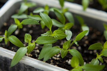 Chili pepper seedlings grown indoors for vegetable garden.