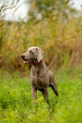 Weimaraner on the hunt. Breeding hunting dogs.