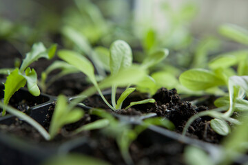 Lettuce seedlings grown indoors for en early harvest, lactuca sativa.