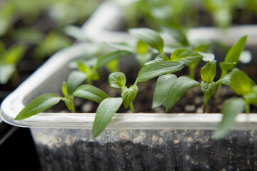 Chili pepper seedlings grown indoors for vegetable garden. - 733409282