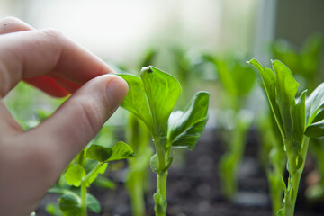 Broad Bean seelings grown indoors, the best results in cultivations of your own beans.