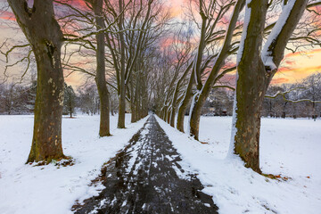 Winter landscape. A snowy path leading through a beautiful overgrown avenue of linden trees. Beautiful colorful sky.