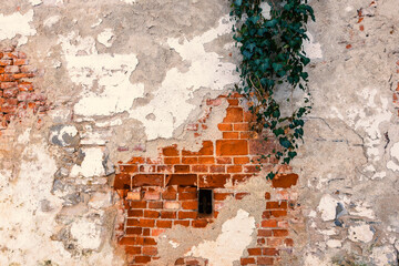 Old wall with chipped plaster and small window and ivy growing wild