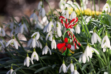 Blooming snowdrops in nature, red and white symbol of Martenitsa, holiday March 1st. Blur, selective focus. - 733409697