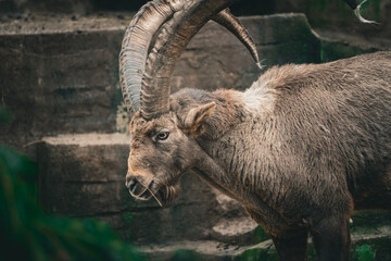 portrait of a capricorn ibex in the swiss mountains, zoo