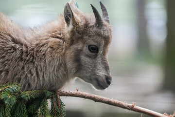 close up of a baby young ibex, swiss Capricorn, capra, mountain goat