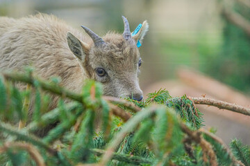 close up of a baby young ibex, swiss Capricorn, capra, mountain goat
