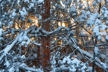 The bright winter sun shines through the snow-covered pine branches. Sunny frosty winter day in the...