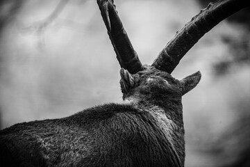portrait of a capricorn ibex in the swiss mountains, zoo, black and white portrait