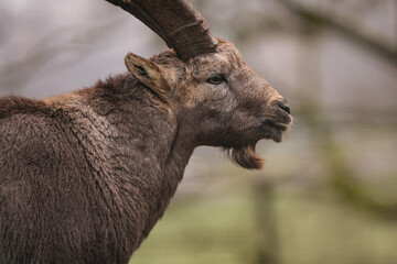 portrait of a capricorn ibex in the swiss mountains, zoo
