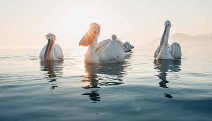 pelicans on the lake at sunrise
