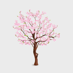 Obraz premium Realistic sakura tree. Blossom cherry in spring garden, branch pink flowers and leaves japanese nature flora, blooming twig sakuras trunk trees, floral exact vector illustration