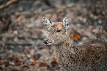 portrait of a sikadeer - female