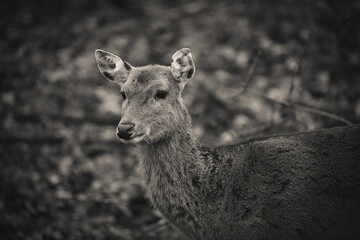 portrait of a female sika deer