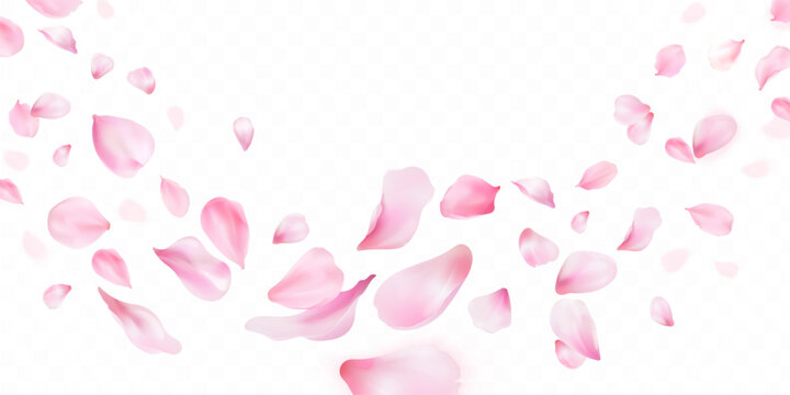 3d sakura falling petals. Realistic flying petal of blossom japanese cherry or rose flowers, panoramic wedding wallpaper or cosmetic ad spring background exact vector illustration