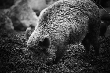 wild boar in the woods, tierpark langenberg, takin in the zoo