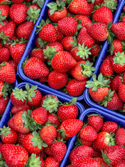 many boxes of ripe red strawberries for sale in the local market. top view