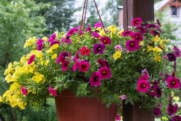 beautiful purple and yellow petunia surfinia flowers in pots on the veranda of the house in close-up in the sunlight