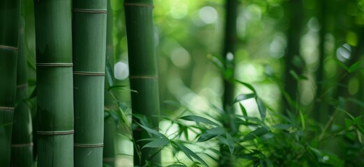 A serene bamboo forest with tall green stems and lush foliage creating a tranquil natural environment. - obrazy, fototapety, plakaty