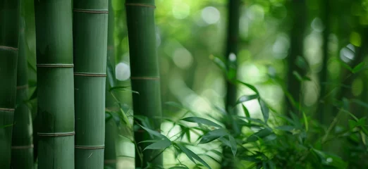 Schilderijen op glas A serene bamboo forest with tall green stems and lush foliage creating a tranquil natural environment. © Sandris