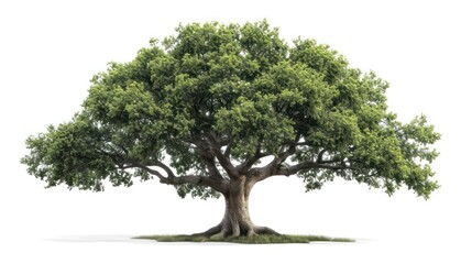 oak tree isolated on a white background - obrazy, fototapety, plakaty