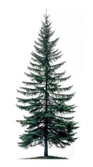 Fototapeta premium Single spruce tree isolated on a white background.