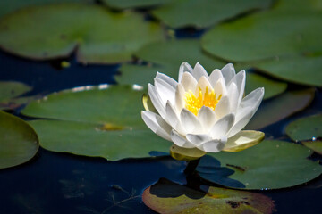 Water Lily on a Pod