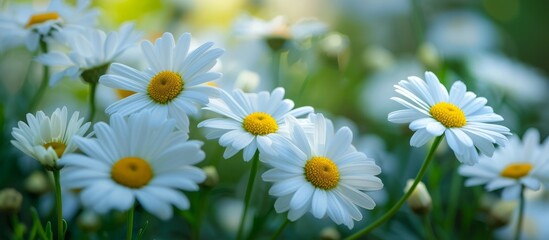 Obraz premium Stunning White Daisy Flowers Blossoming in a Lush Garden of White, Daisy, Flowers and Garden