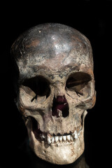 real human skull on black