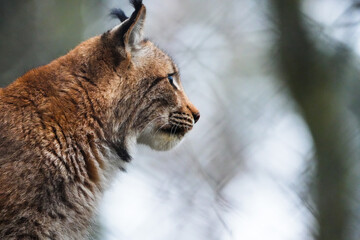 close up headshot of an eurasian lynx from the side in Tierpark Langerberg in Switzerland, Swiss