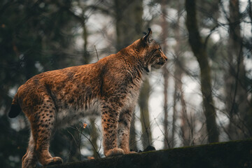 Portrait of a eurasian Lynx standing on a pedestal with a bokeh background, taken in the langenberg...