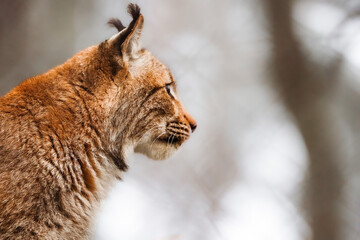 Obraz premium close up headshot of an eurasian lynx from the side in Tierpark Langerberg in Switzerland, Swiss