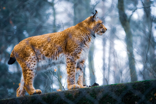 Portrait of a eurasian Lynx standing on a pedestal with a bokeh background, taken in the langenberg tierpark, zoo, in switzerland