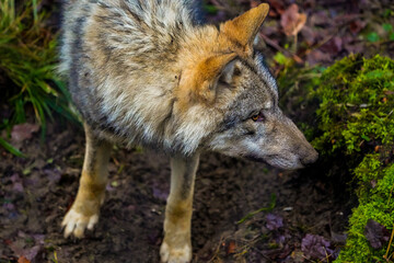 side profile close up of a wolf in the zoo, fur, ears, cute