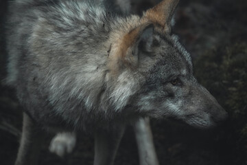 side profile close up of a wolf in the zoo, fur, ears, cute