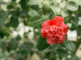 Pink camellia flower on the branch - 733418651