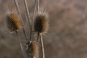 three thistles photographed close up